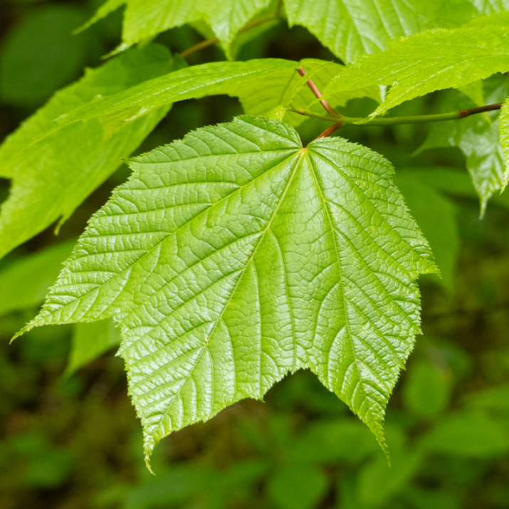 Striped Maple Seeds