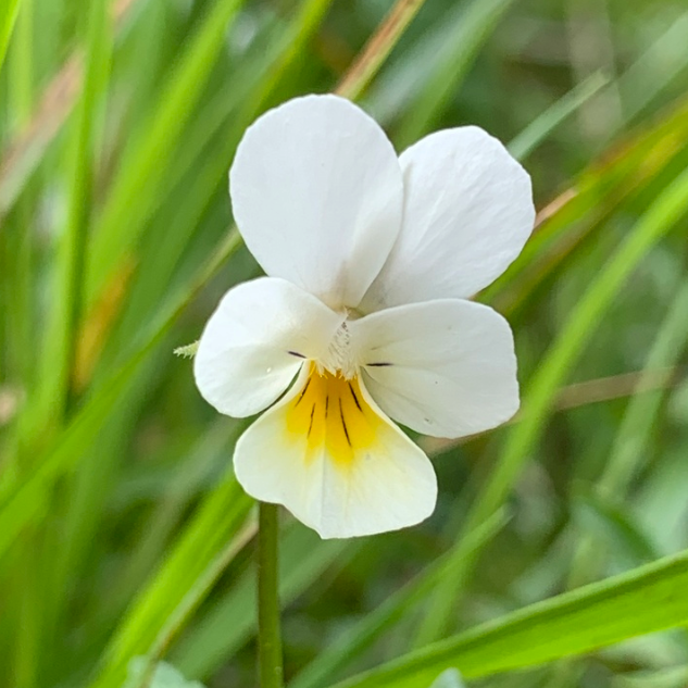 Wild Pansy Seeds