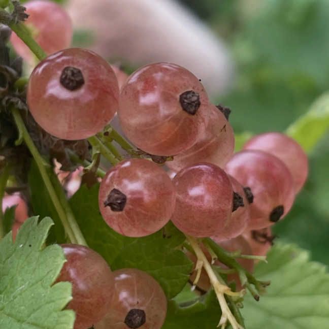 Pink Champagne Currant