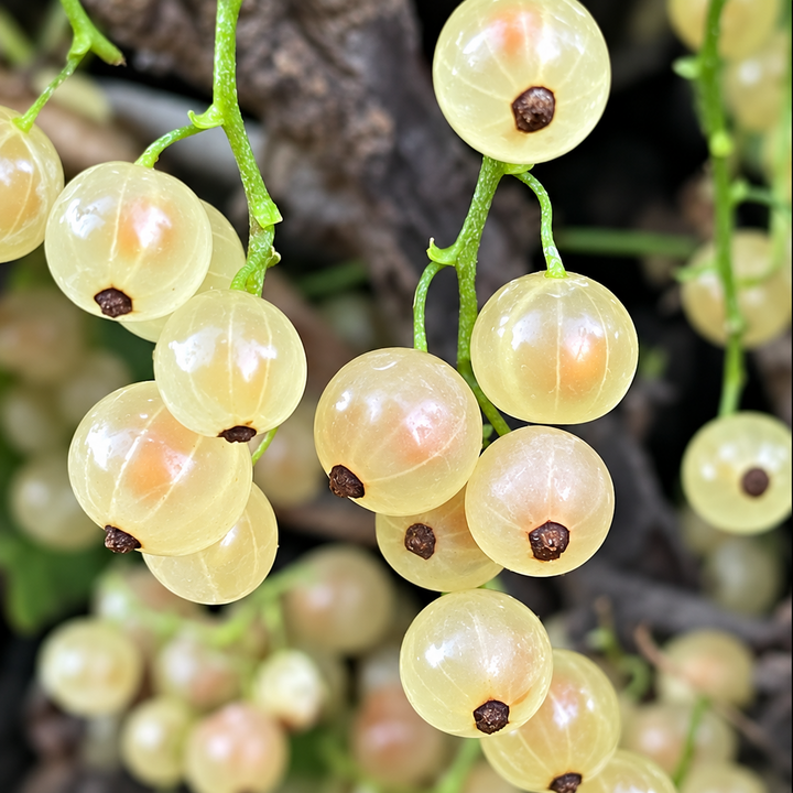 White Pearl Currant