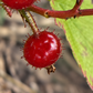 a native currant with crazy fruit, Ribes gladulosum aka skunk currant - heavy rooting on these cutting after 30 days, image 4 of 5