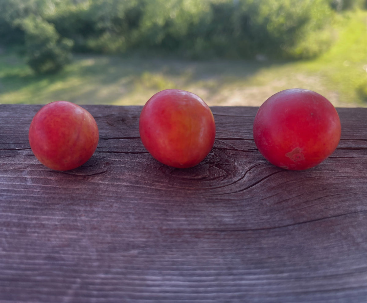 Comparación de ciruelas silvestres de Canadá y origen de las semillas del vivero, foto 1 de 3
