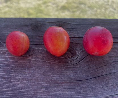 Canada wild plum comparison and nursery seed source, image 2 of 3