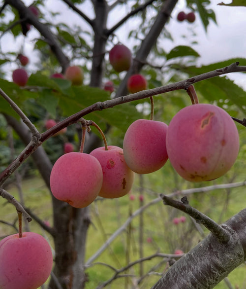 Wild Plum Seedlings