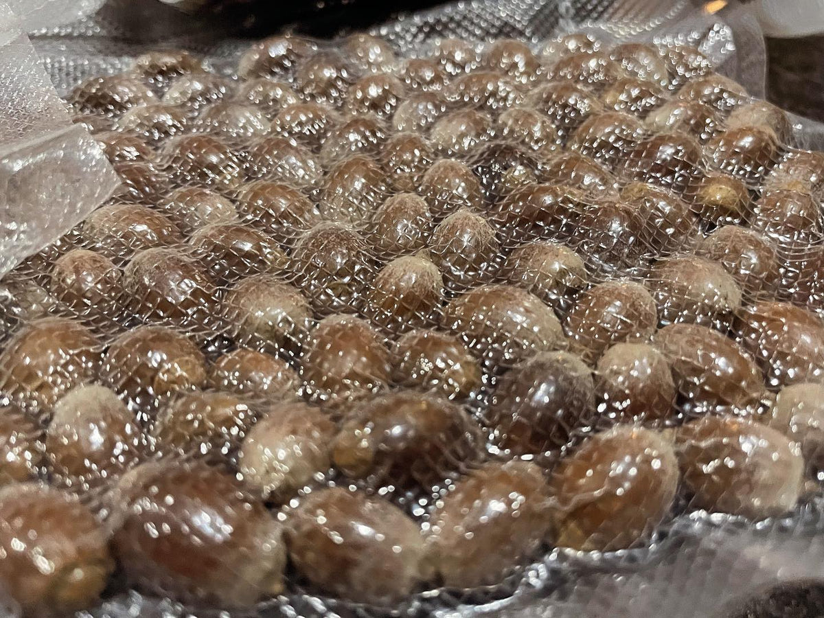 Les glands emballés sous vide sont fascinants, image 1 sur 2