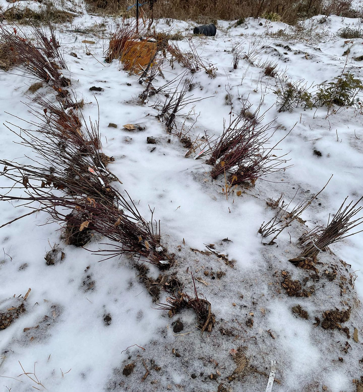 Todos los bancales de nuestro pequeño vivero están congelados y quedarán cubiertos de nieve hasta abril, imagen 2 de 2