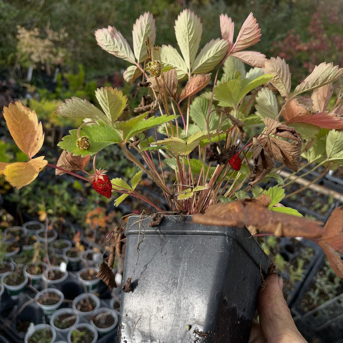 Fresas alpinas fructificando hasta octubre, imagen 1 de 3