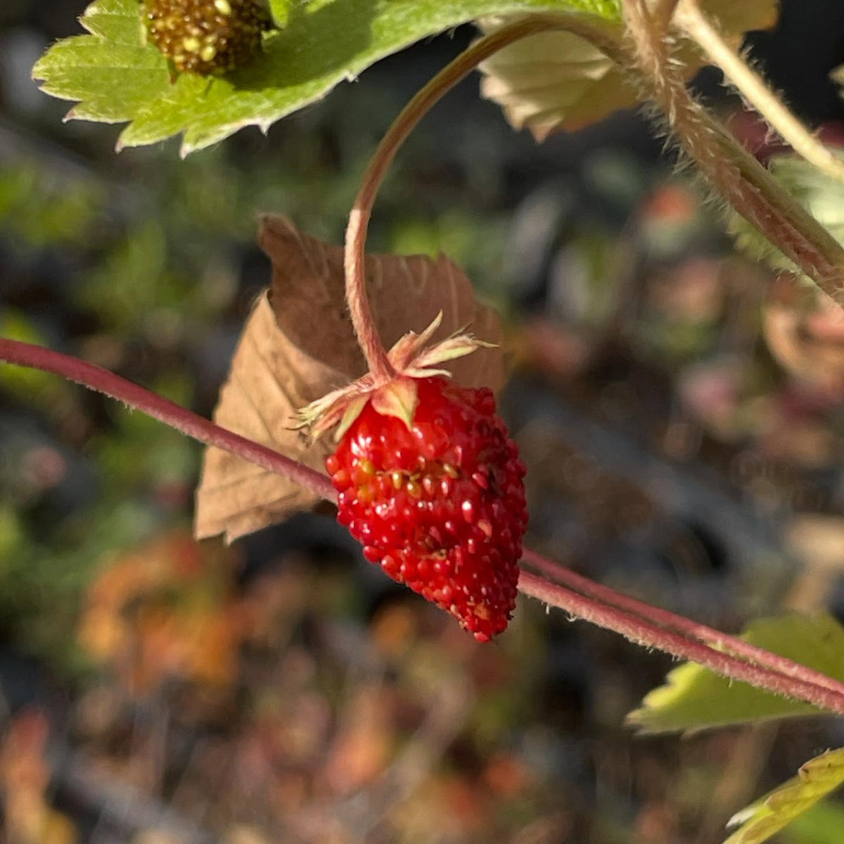 Fresas alpinas fructificando hasta octubre, imagen 2 de 3