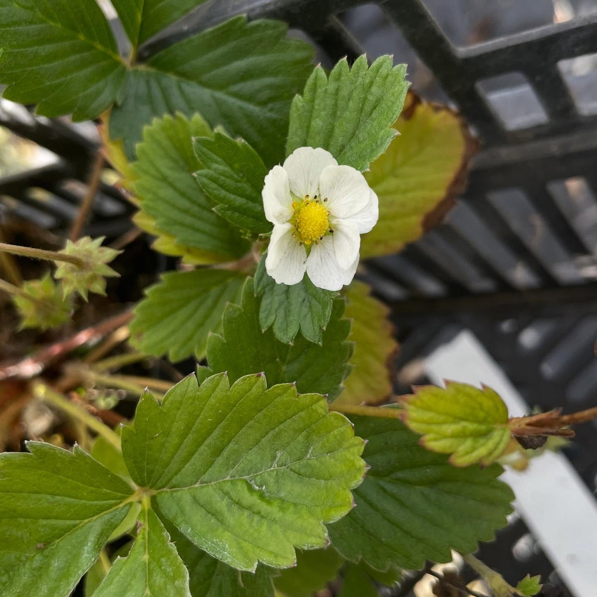 Fresas alpinas fructificando hasta octubre, imagen 3 de 3