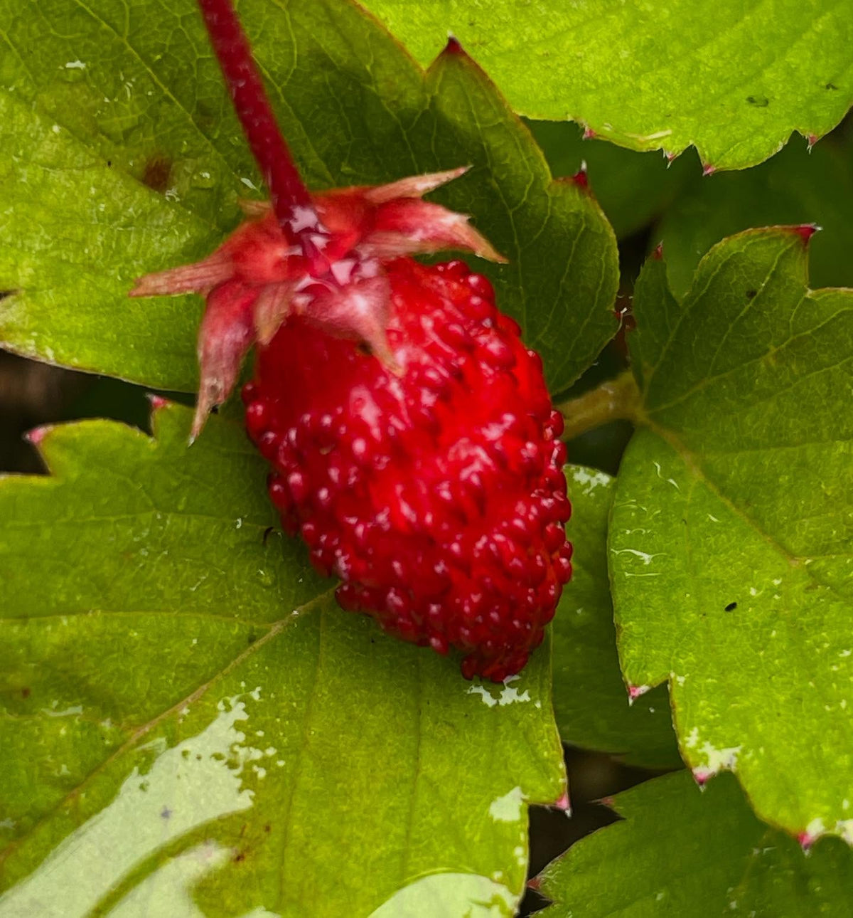 Fresas silvestres alpinas en macetas, iniciadas el año pasado desde semilla, imagen 1 de 3