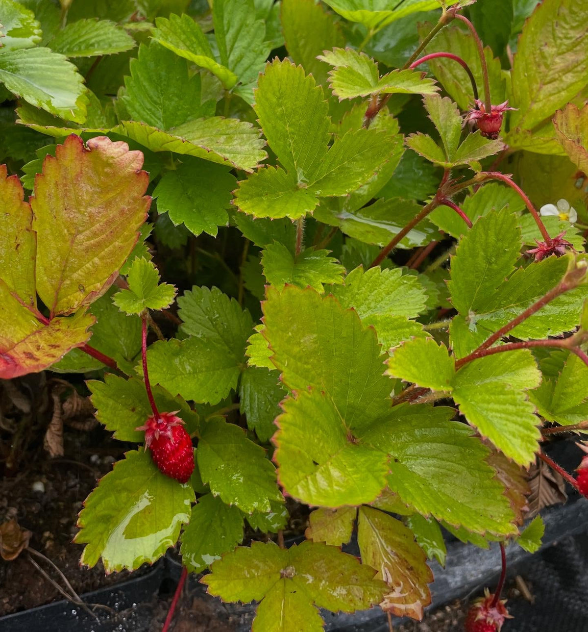 Fresas silvestres alpinas en macetas, iniciadas el año pasado desde semilla, imagen 2 de 3