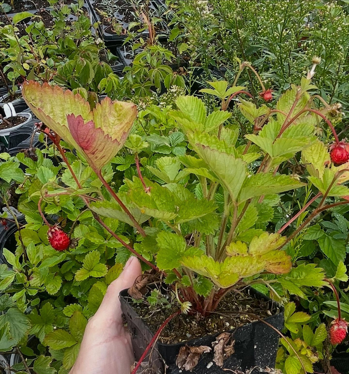 Fresas silvestres alpinas en macetas, iniciadas el año pasado desde semilla, imagen 3 de 3