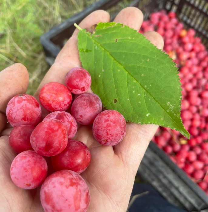 American Wild Plum