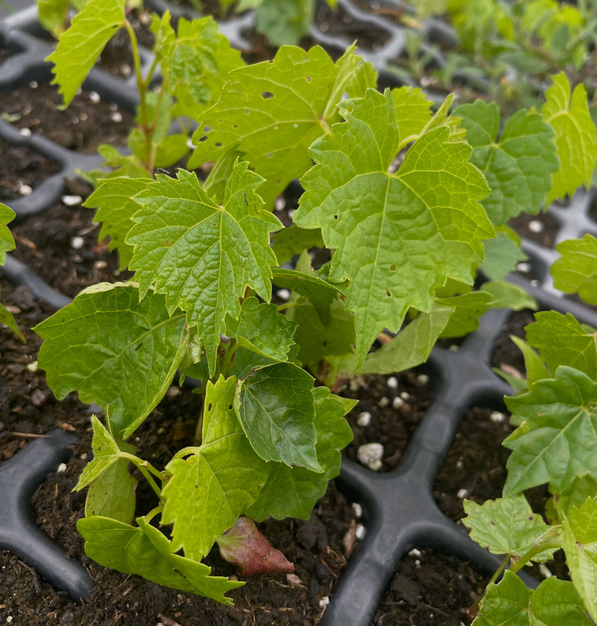 Plantas de semilla de vid de Amur, imagen 1 de 3