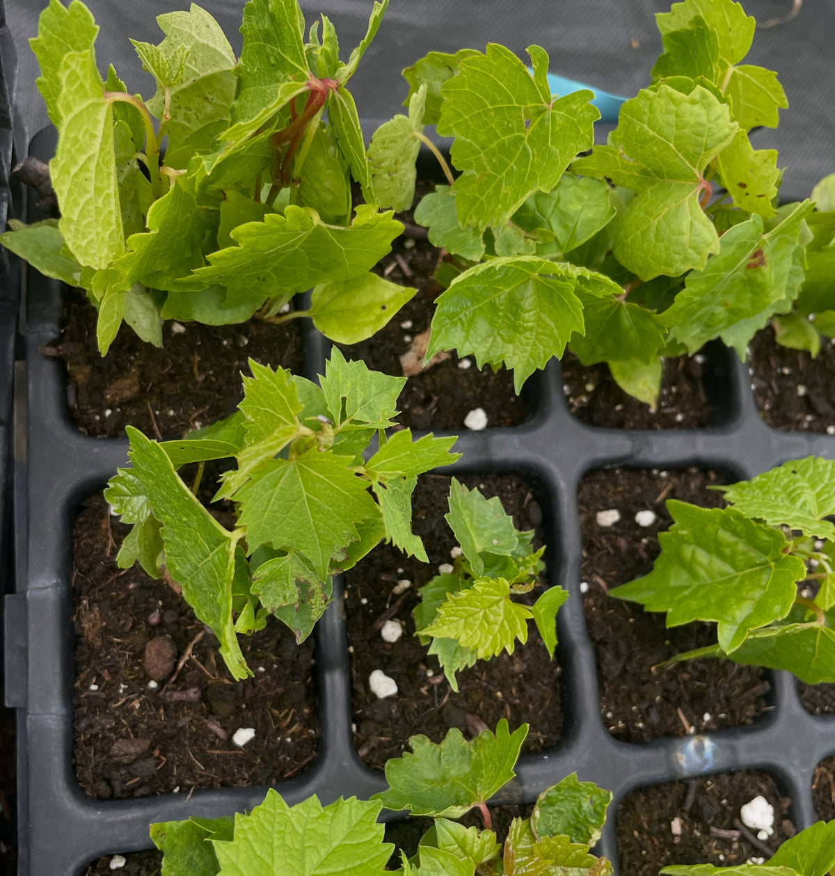 Plantas de semilla de vid de Amur, imagen 2 de 3