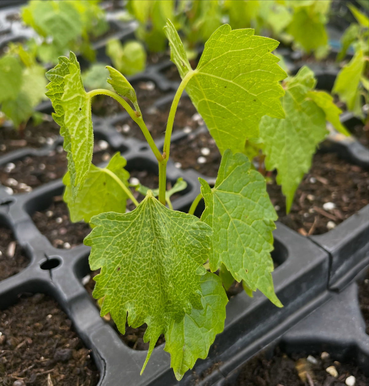 Plantas de semilla de vid de Amur, imagen 3 de 3