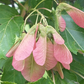 Amur Maple