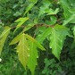 Amur Maple
