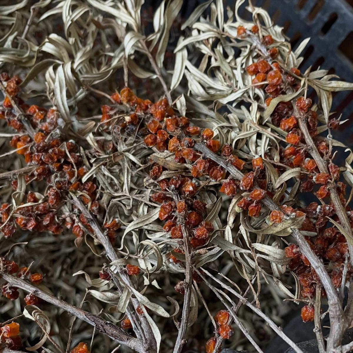 Une autre façon de retirer facilement les fruits de l’argousier : comme ils étaient uniquement destinés aux semences, je, image 1 sur 2