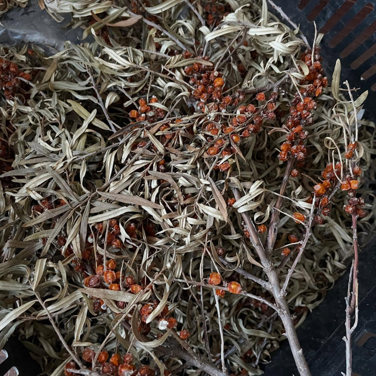 Une autre façon de retirer facilement les fruits de l’argousier : comme ils étaient uniquement destinés aux semences, je, image 2 sur 2
