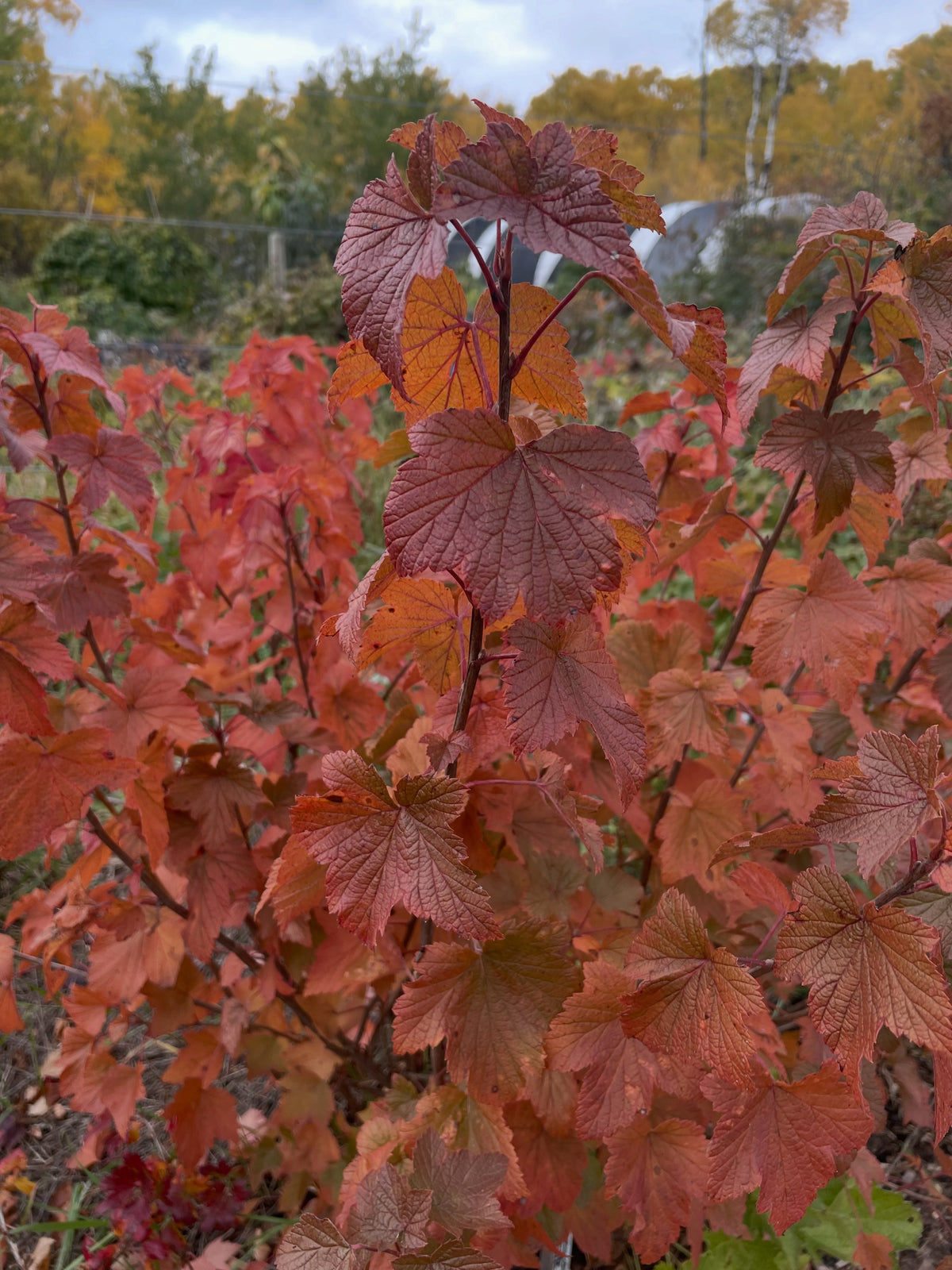 Vista cercana de un grosellero nativo en otoño, con las hojas lobuladas de color rojo anaranjado y burdeos, con bancales del vivero y álamos temblones amarillos detrás.