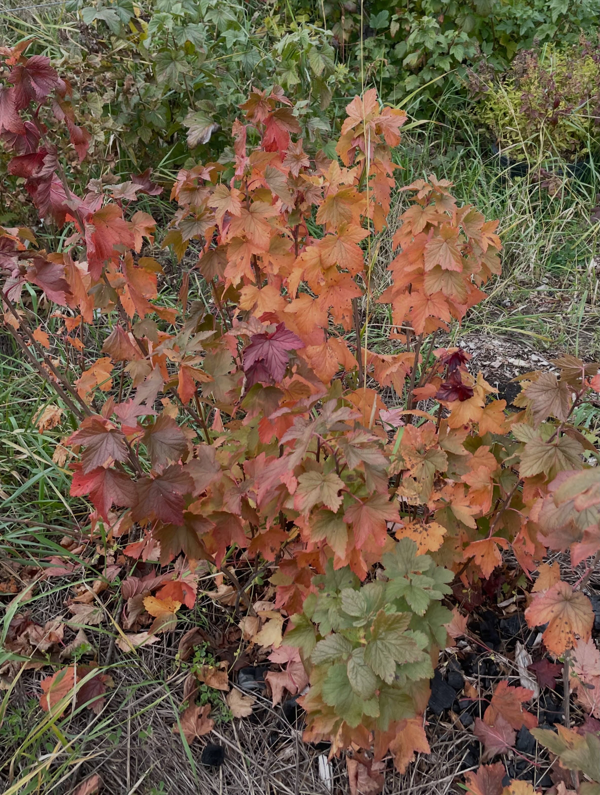 Un grosellero nativo cuyas hojas pasan del verde al naranja y al rojo en el borde de un bancal del vivero.