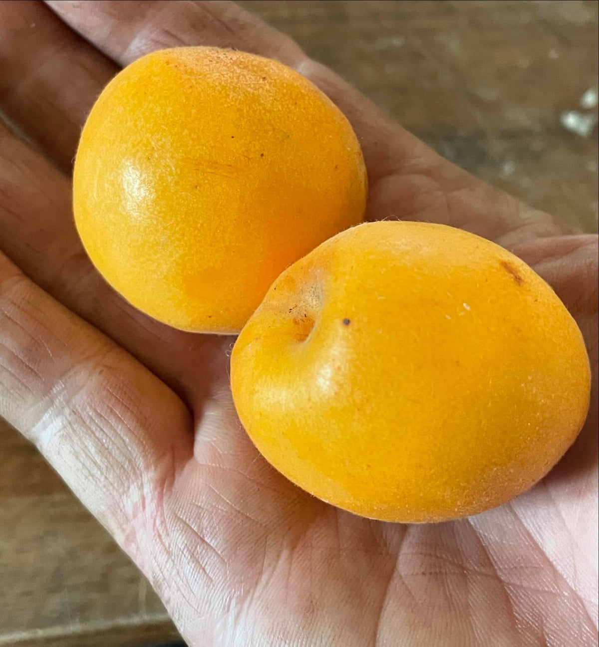 Les abricots Baker’s Gold sont mûrs cette semaine, image 1 sur 2