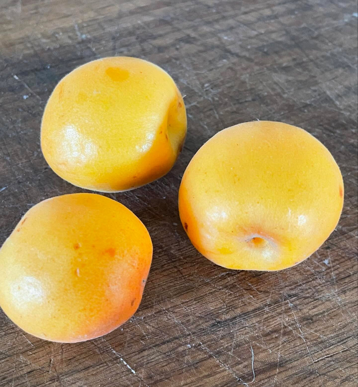 Les abricots Baker’s Gold sont mûrs cette semaine, image 2 sur 2