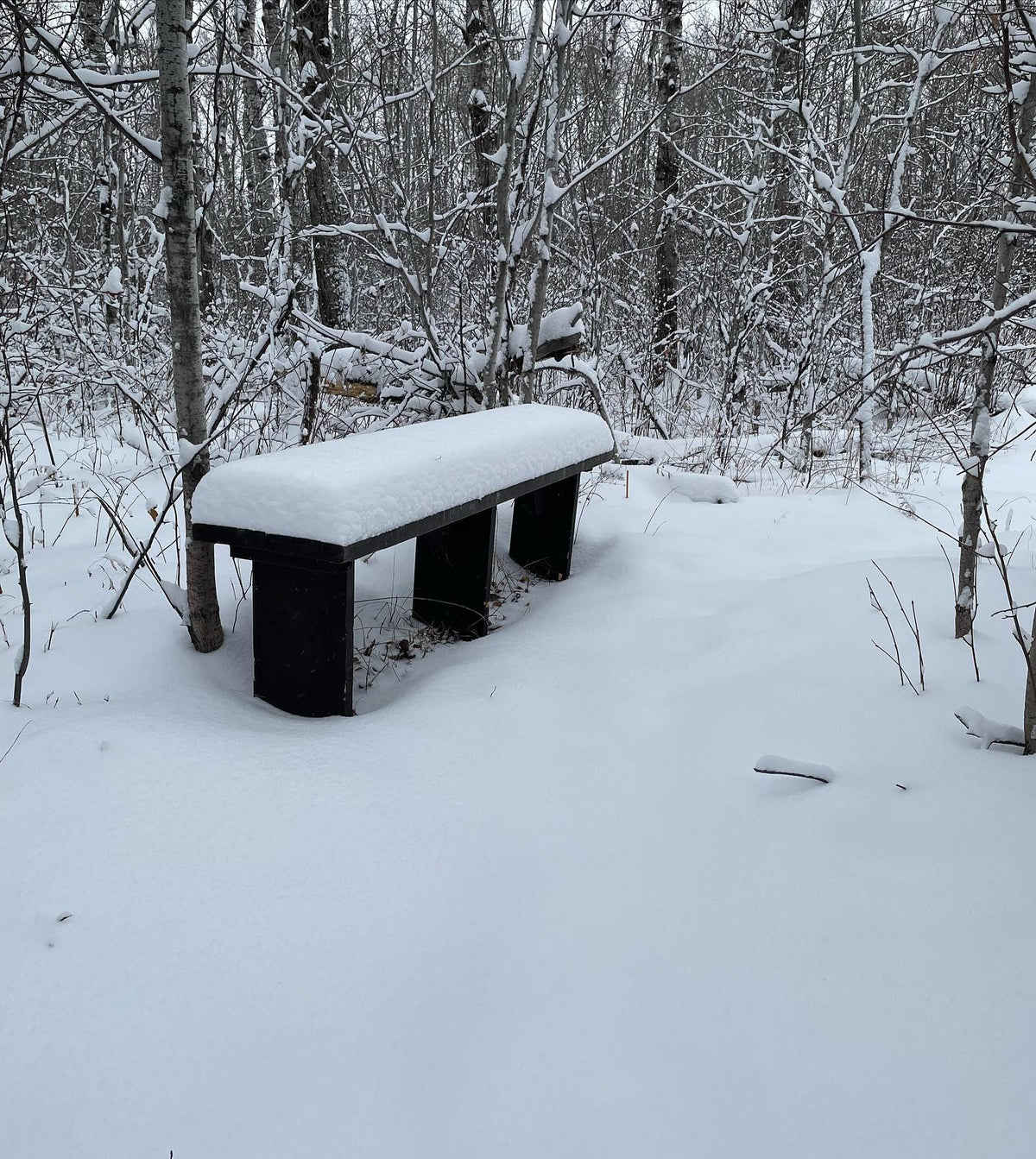 Banco junto a mi sendero favorito; aún no le he quitado la nieve para ir viendo cuánto se acumula.