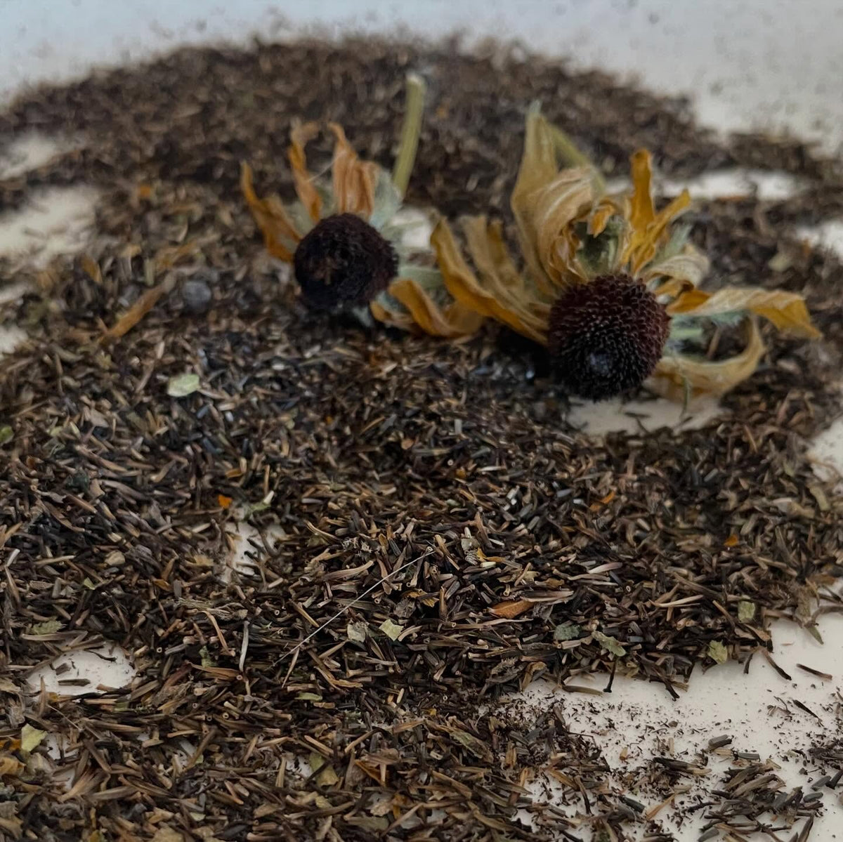 semillas de rudbeckia de ojo negro, imagen 1 de 2
