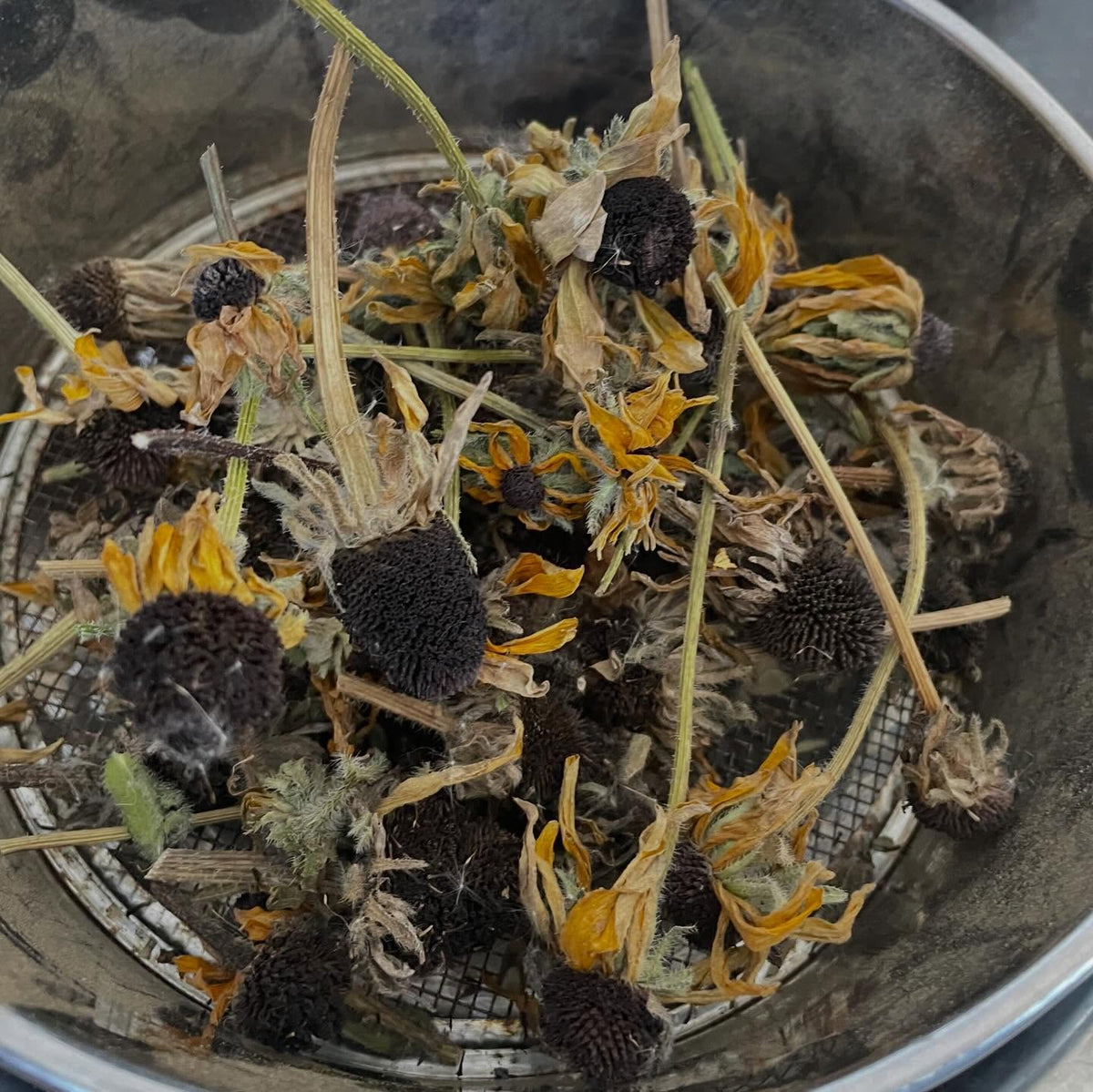 semillas de rudbeckia de ojo negro, imagen 2 de 2