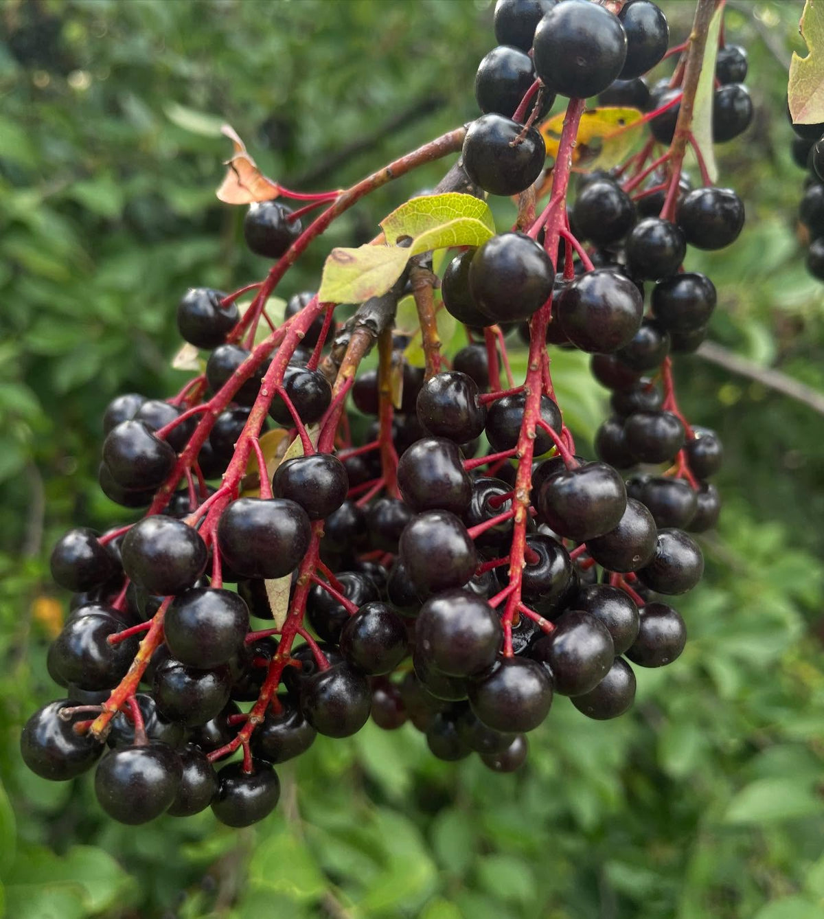 Ramas que cuelgan hasta el suelo cargadas de cerezas de Virginia; son del nativo prunus virginiana var melanocarpa