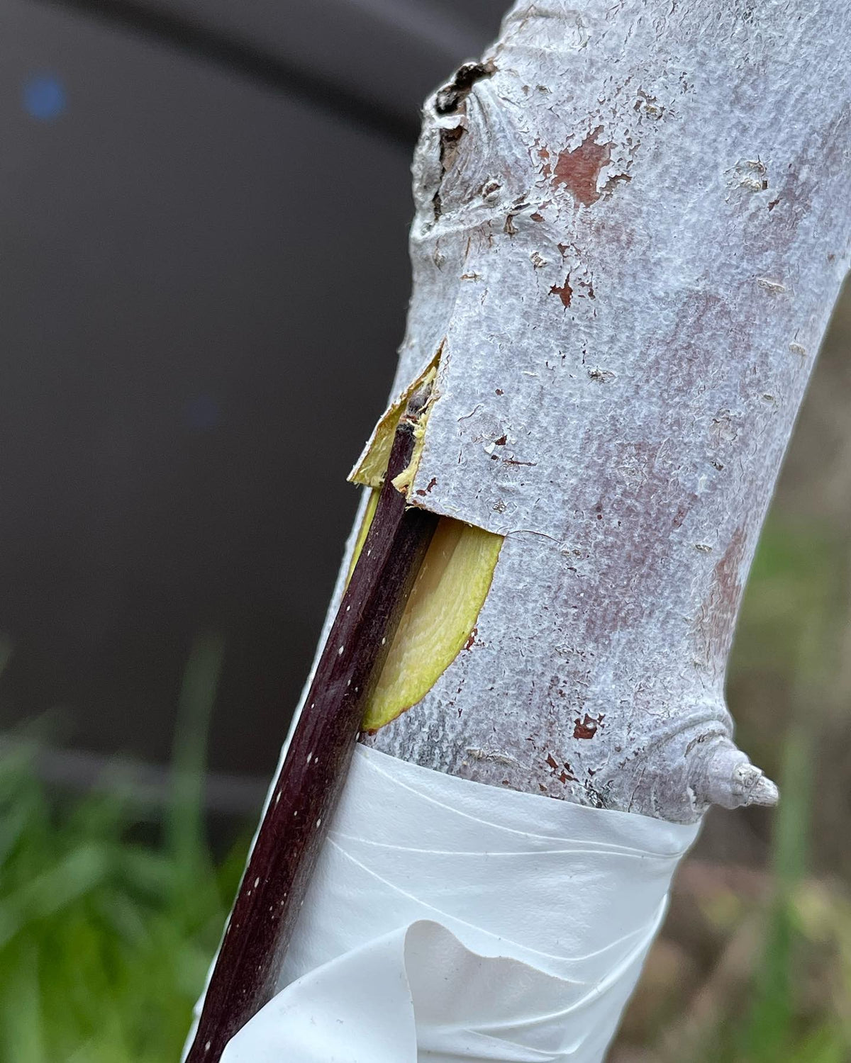 Injerto puente para reparar daños de topillos #grafting #orchard, imagen 1 de 3