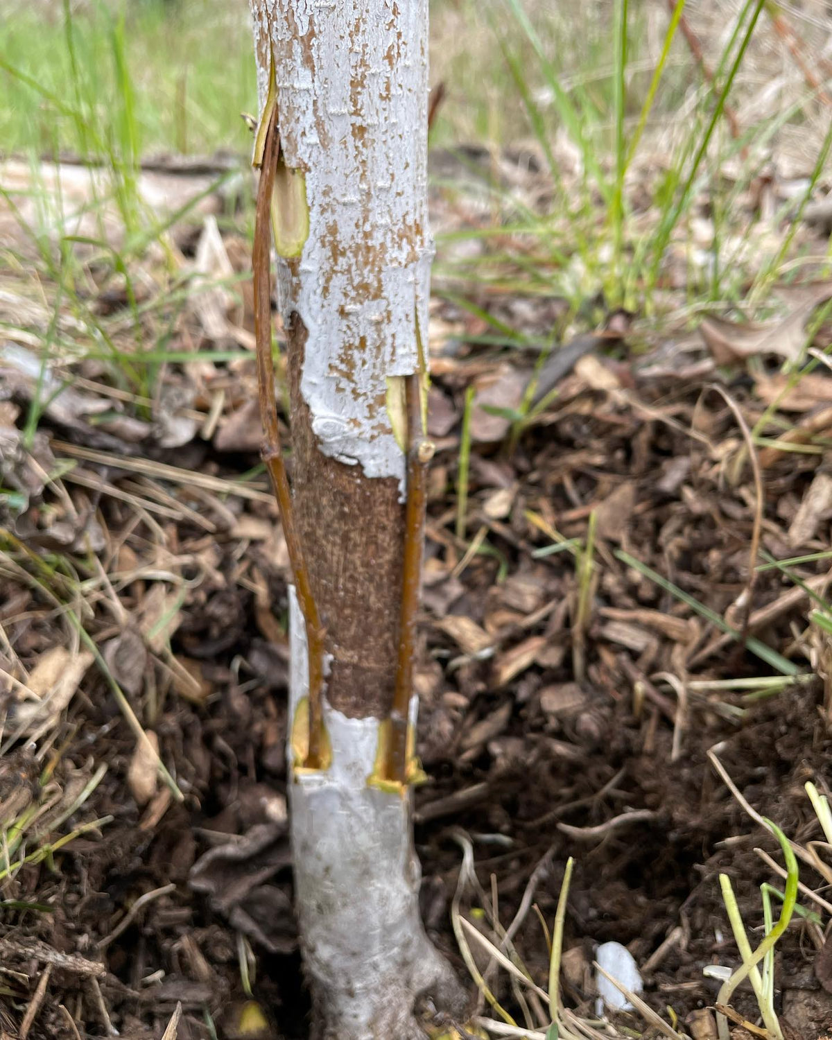 Injerto puente para reparar daños de topillos #grafting #orchard, imagen 2 de 3