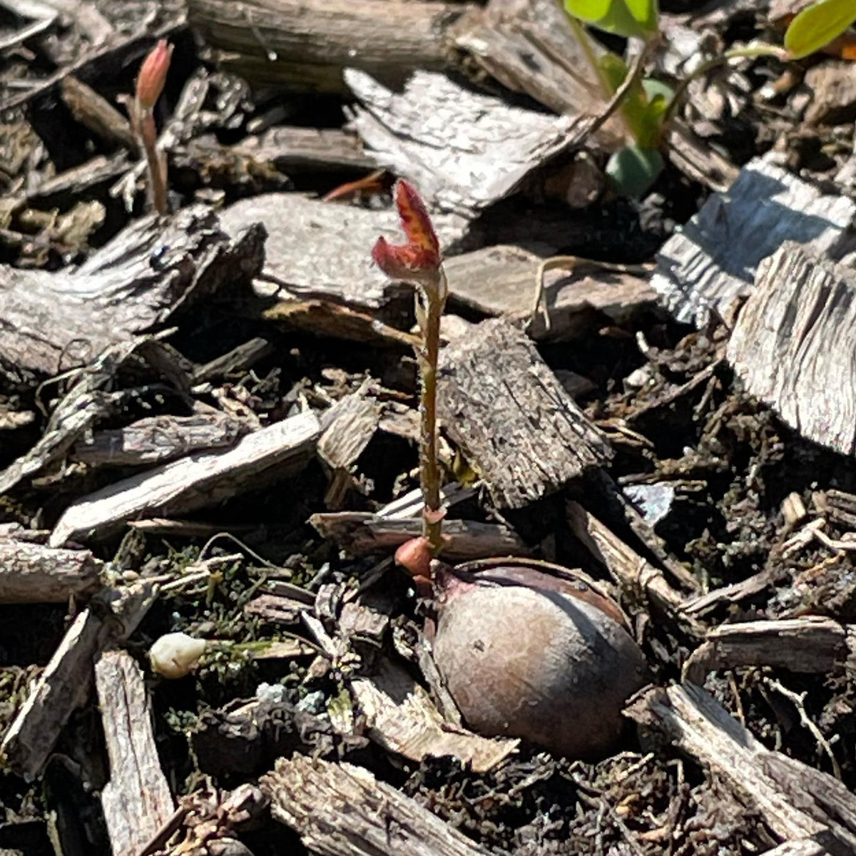 Les glands de chêne à gros fruits plantés à l’automne germent, image 1 sur 2