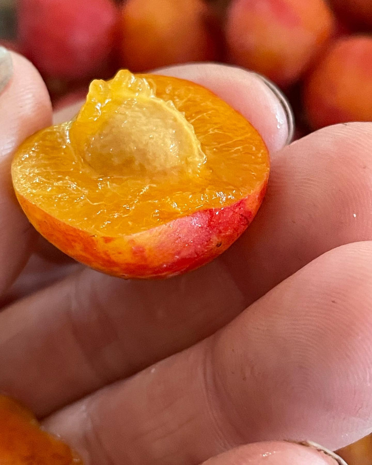 ¿Pueden identificar estas ciruelas?, imagen 1 de 4