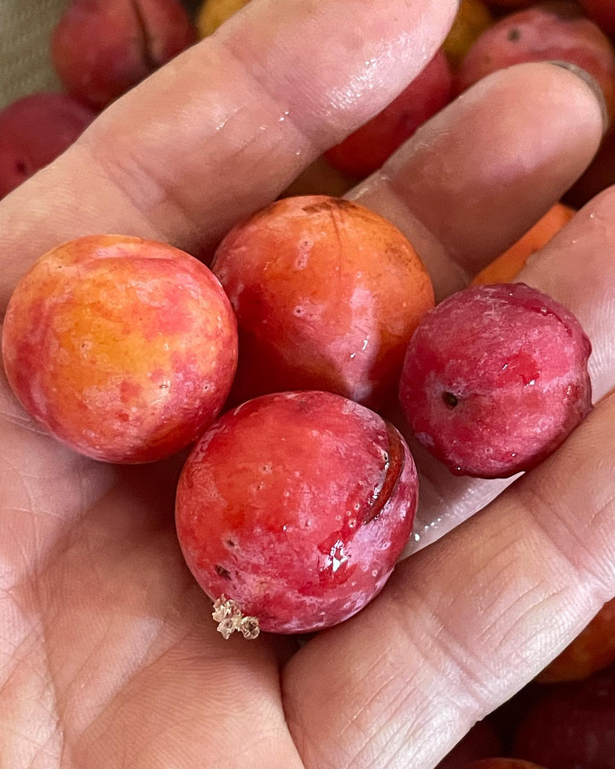 ¿Pueden identificar estas ciruelas?, imagen 2 de 4