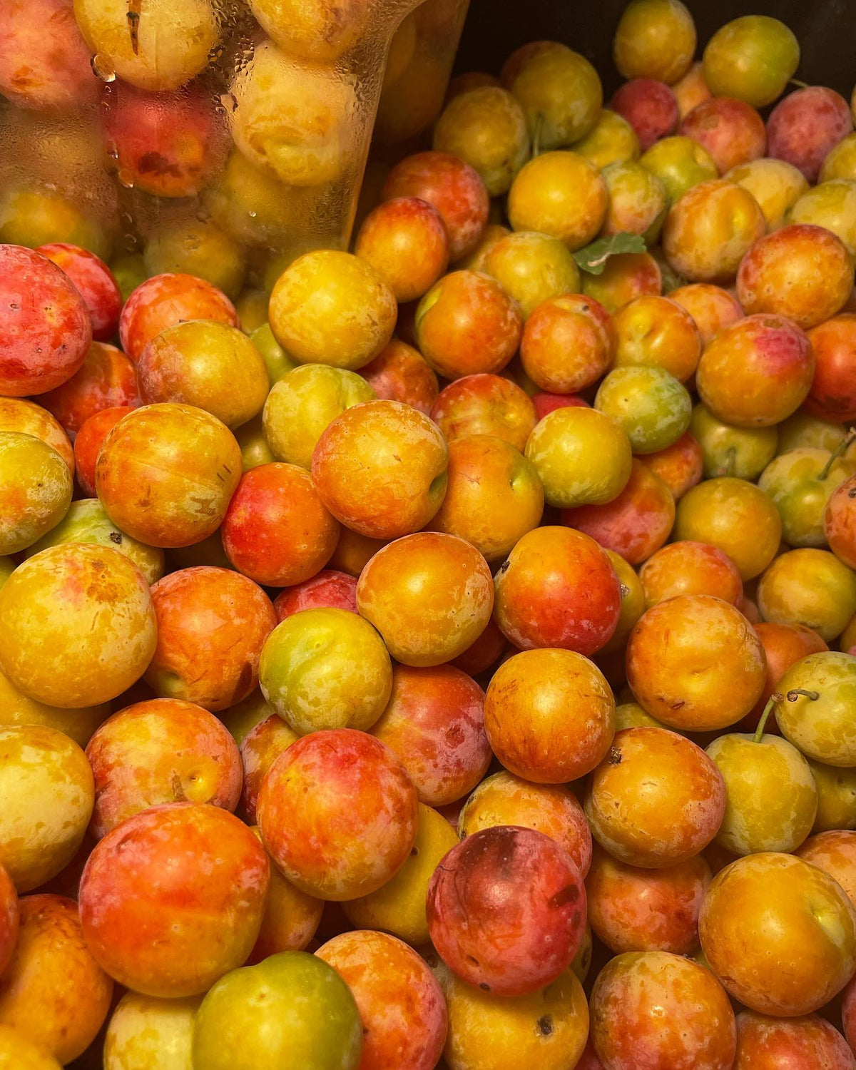 ¿Pueden identificar estas ciruelas?, imagen 3 de 4