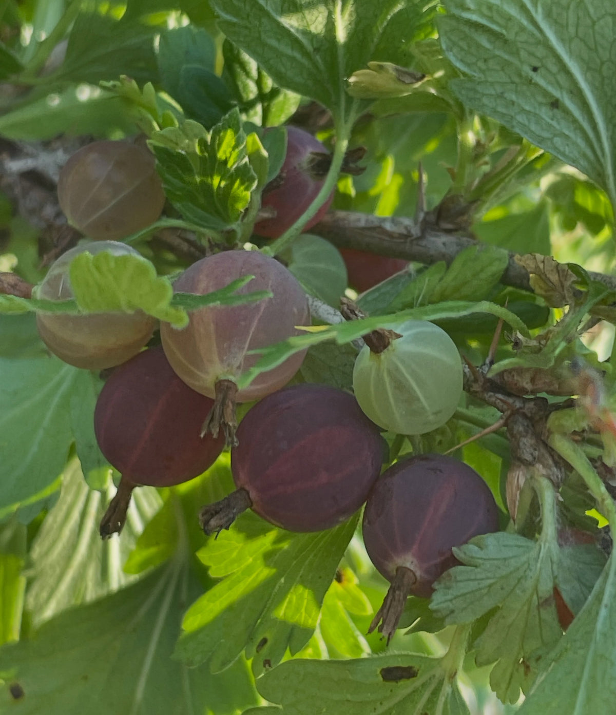Canada gooseberry fruit (Ribes oxyacanthoides), illustrating the species. Seedlings may vary.