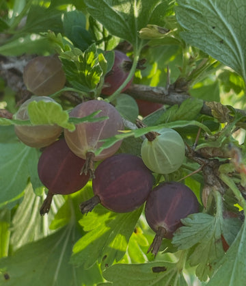 Canada gooseberry fruit (Ribes oxyacanthoides), illustrating the species. Seedlings may vary.