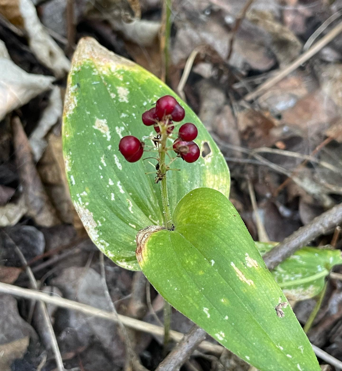 el maiantemo de Canadá cubre el suelo del bosque a lo largo de nuestros senderos; estoy recolectando semillas, pero algo se come los frutos poco después de que se ponen rojos, imagen 1 de 4