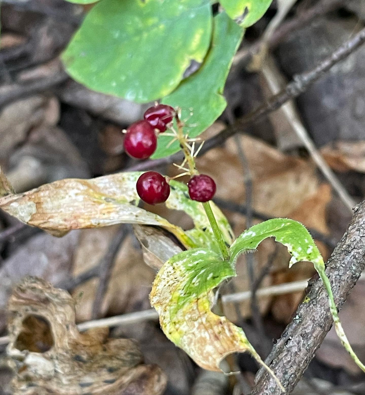 el maiantemo de Canadá cubre el suelo del bosque a lo largo de nuestros senderos; estoy recolectando semillas, pero algo se come los frutos poco después de que se ponen rojos, imagen 2 de 4