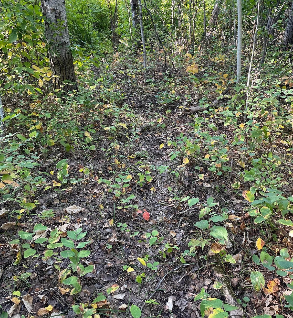 el maiantemo de Canadá cubre el suelo del bosque a lo largo de nuestros senderos; estoy recolectando semillas, pero algo se come los frutos poco después de que se ponen rojos, imagen 4 de 4