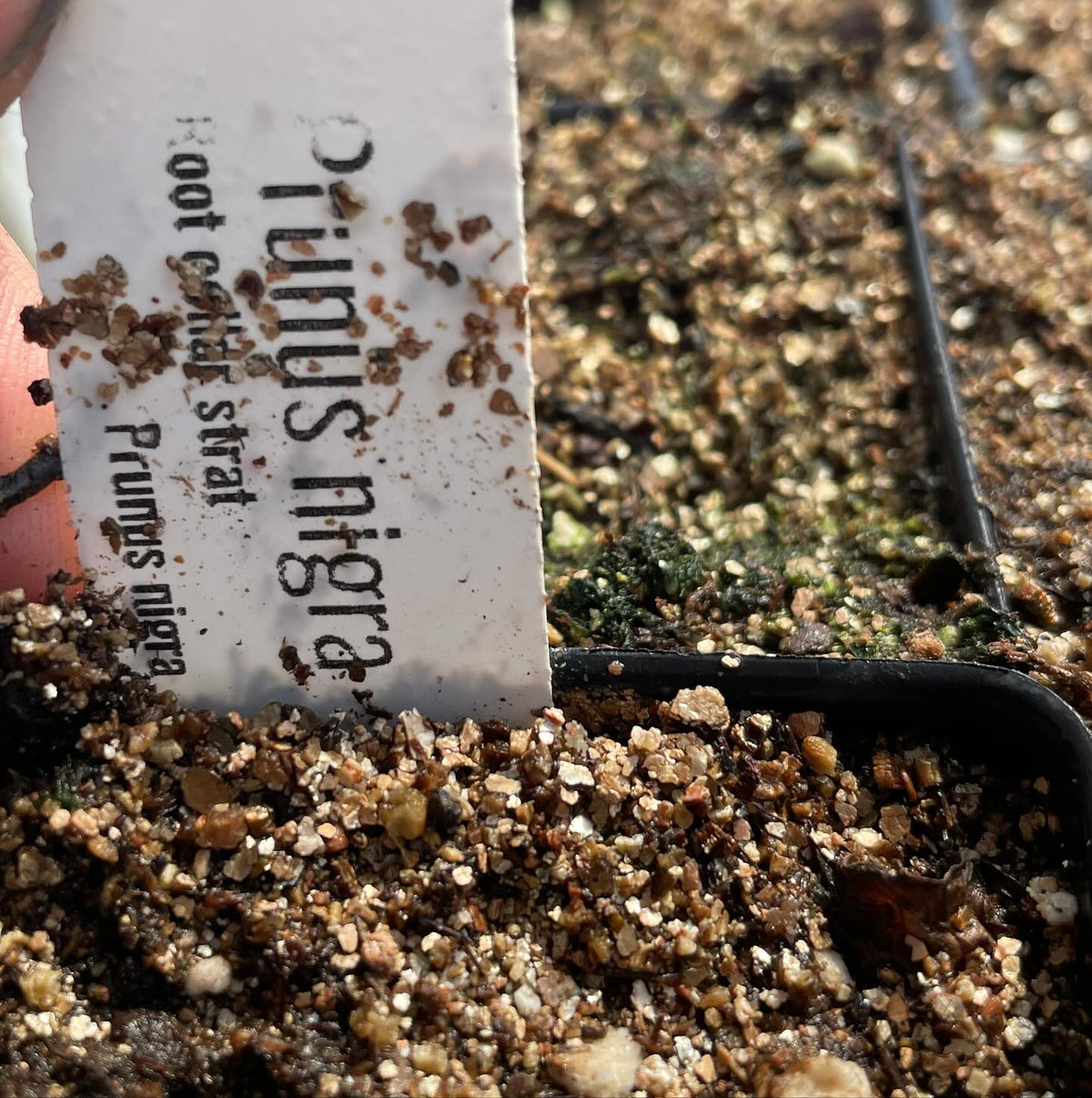 Prunier sauvage du Canada récolté dans une population sauvage qui semble isolée, image 2 sur 4