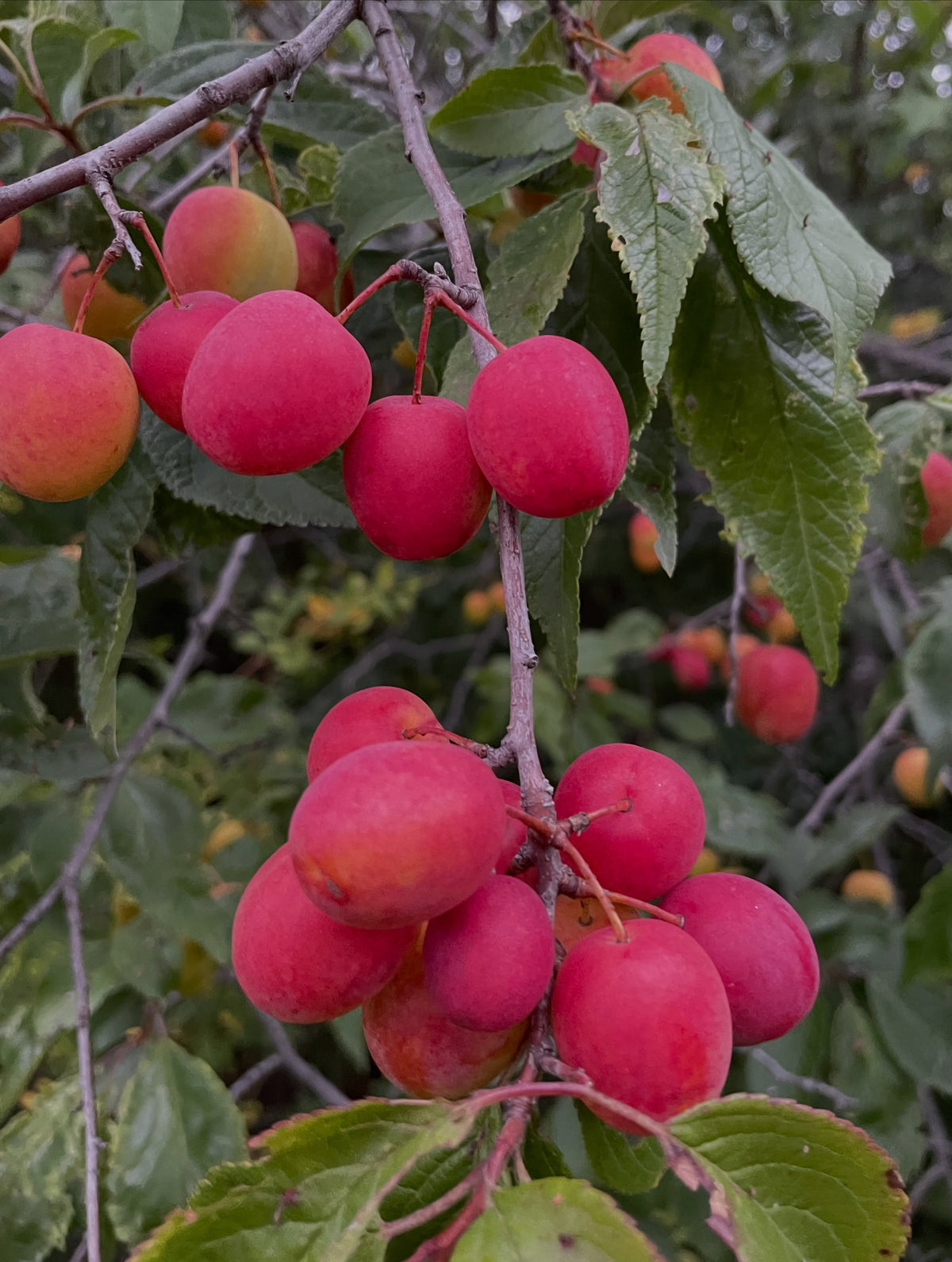 Ramas cargadas de ciruelas silvestres de Canadá en antiguas hileras de árboles, foto 2 de 5