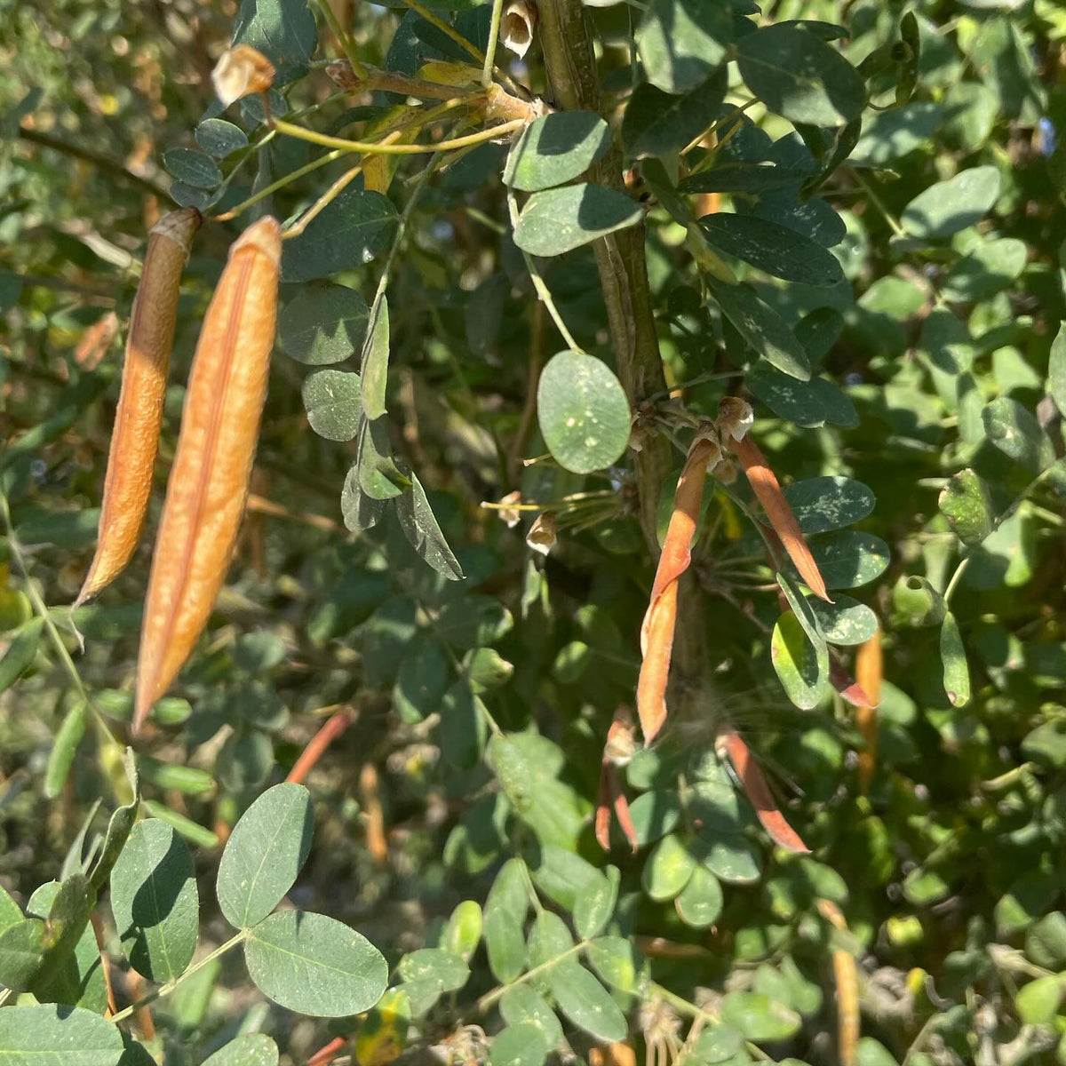 Les semences de caragana sont prêtes à être récoltées, image 1 sur 3
