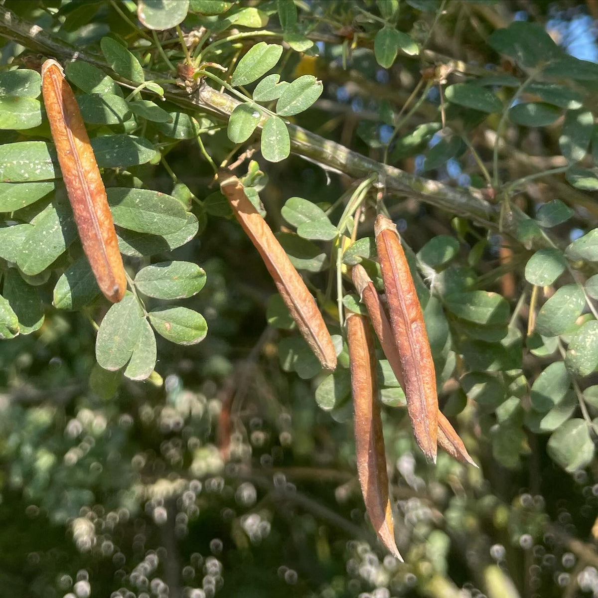 Les semences de caragana sont prêtes à être récoltées, image 2 sur 3