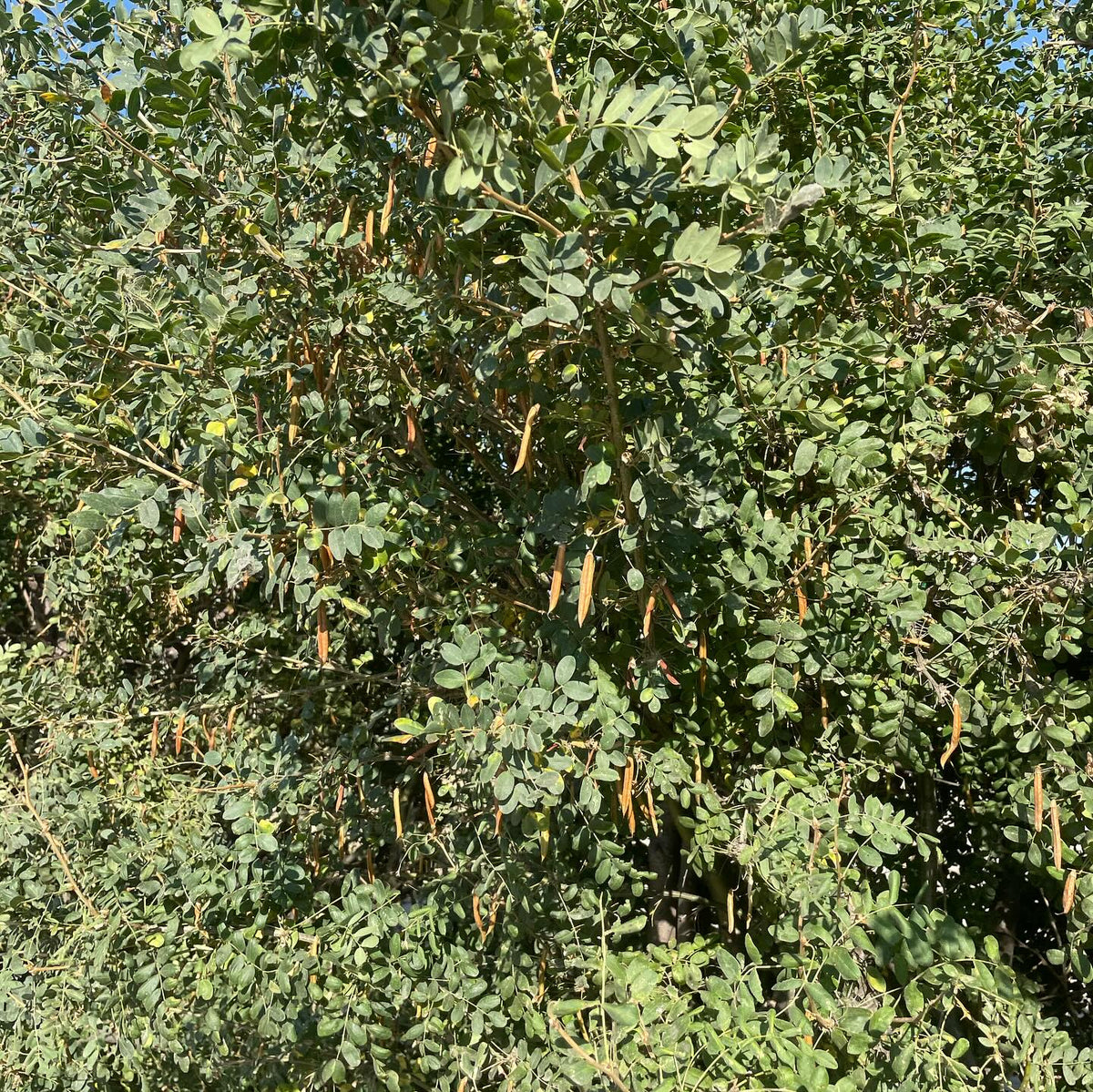 Les semences de caragana sont prêtes à être récoltées, image 3 sur 3