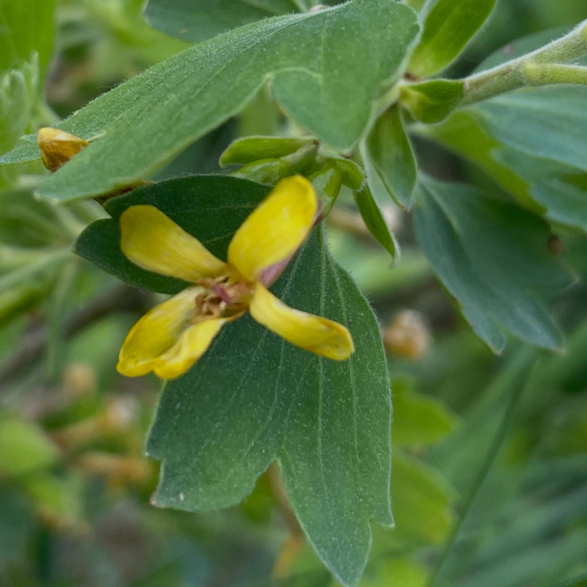Groseillier odorant, groseillier doré : il existe deux espèces de ces arbustes, image 2 sur 4