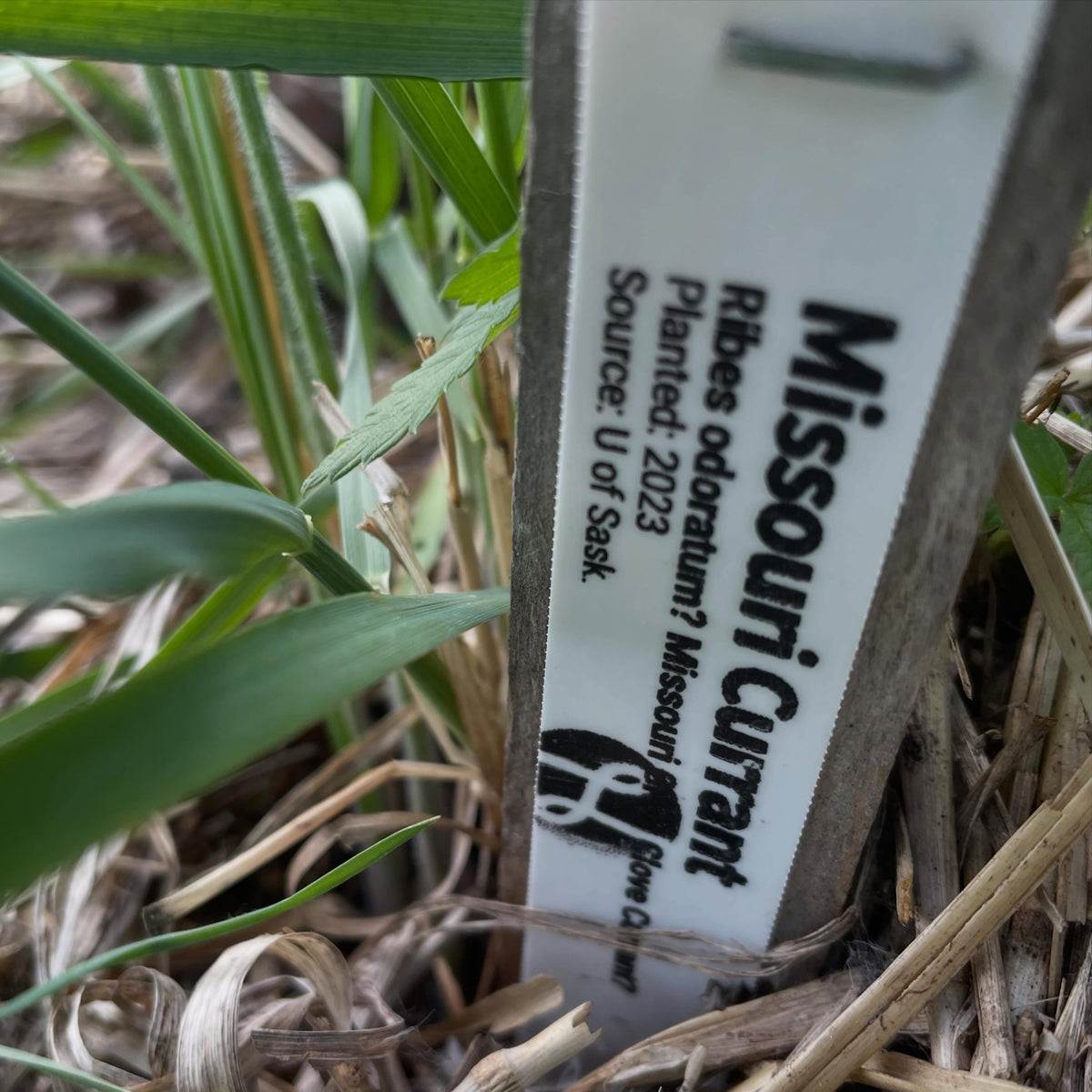 Groseillier odorant, groseillier doré : il existe deux espèces de ces arbustes, image 4 sur 4